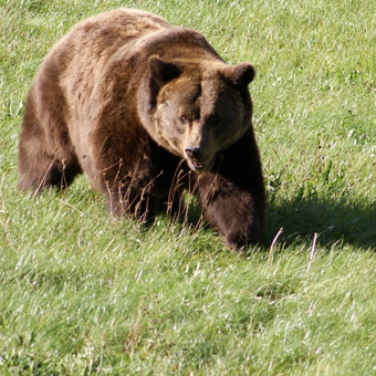 Senda del Oso